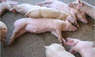 Actinobacilossis (Swine)